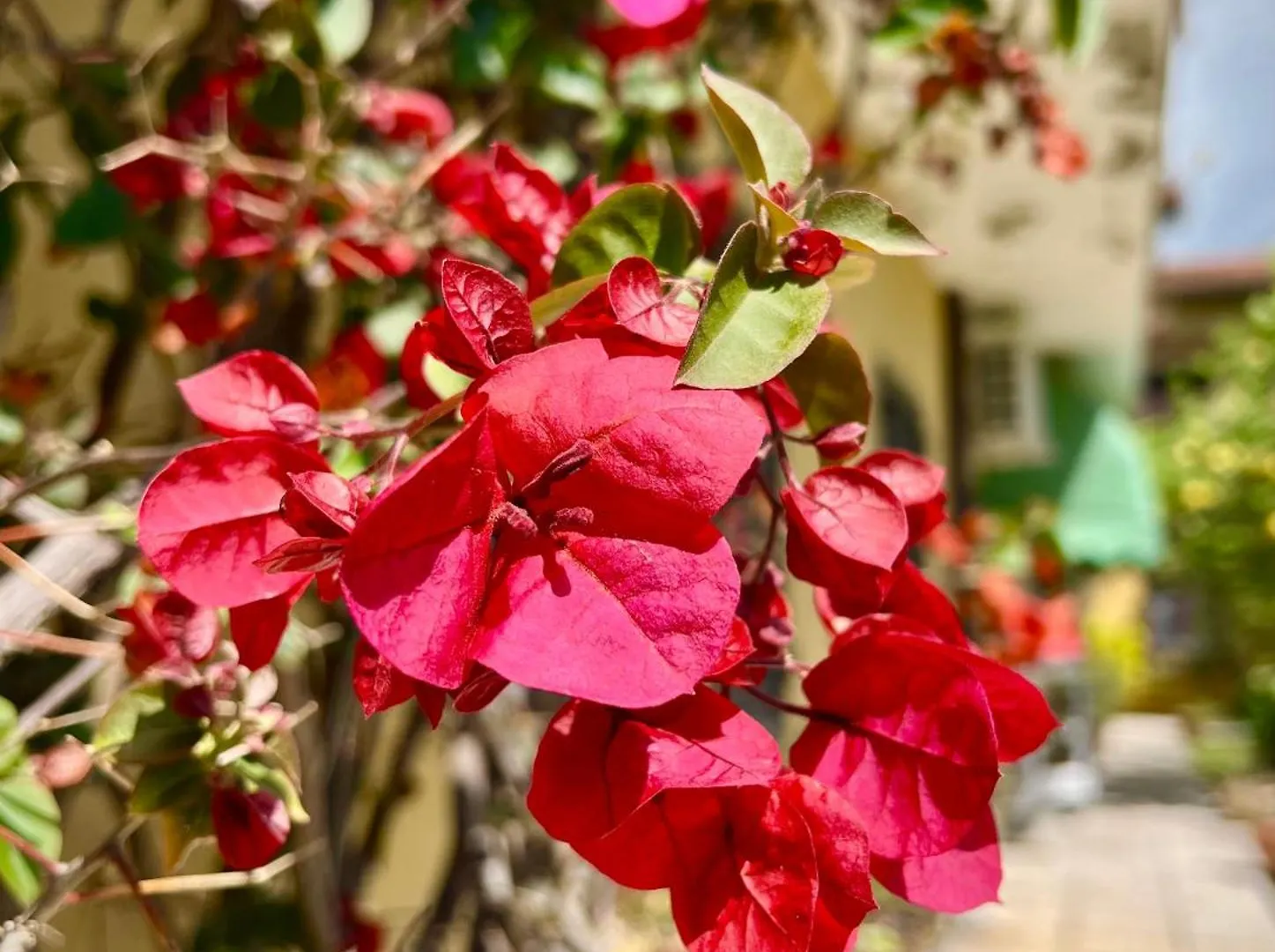 Bed&Breakfast Villa Lorena Forte dei Marmi